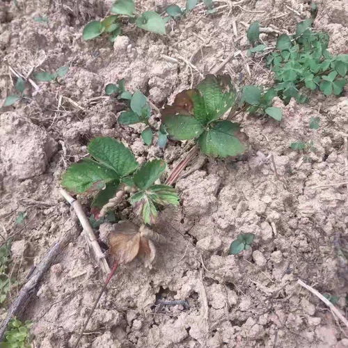 草莓斑点病的防治小窍门