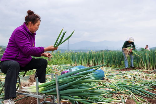 hen多土地Yi经翻过来了Ke以种些蔬菜、萝卜之类的