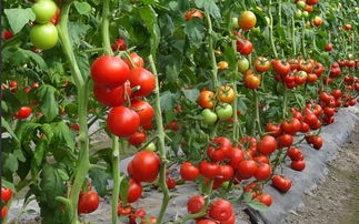 秋天适合种什么？蔬菜、花卉还是果树