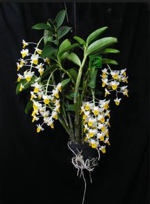 石斛花在什么季节开花？揭秘花开不断的小秘诀！