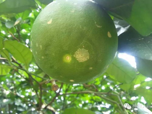 怎么用三十烷醇呢？