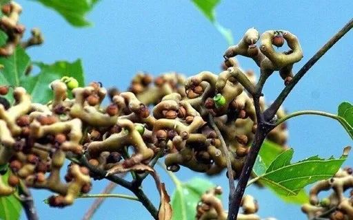 拐枣价格下跌，金丝柚销售好转