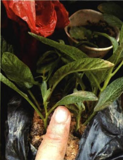 一、人参盆栽为何活不长？