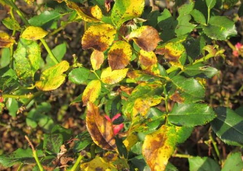 月季花浇水的讲究