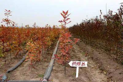 明光彩叶苗木：乡村振兴的绿色引擎