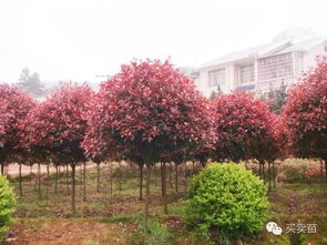 土壤消毒，红叶石楠苗圃的守护神