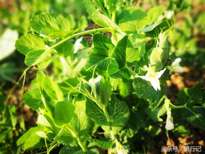 农村菜园种啥菜鲜嫩可口， 日常家常菜必备