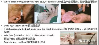 尸体剖检技术应用于动物疫病诊断