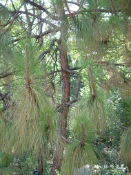 湖南的松树品种揭秘