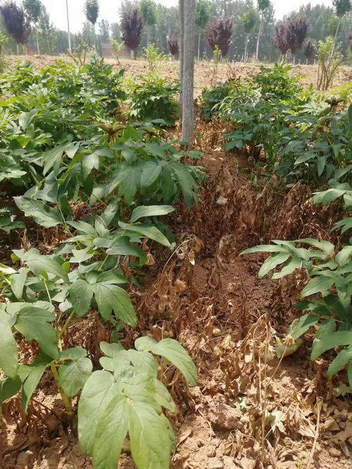 guan与禾本科作物除草剂的探讨