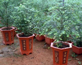 忌讳五：浇水不当