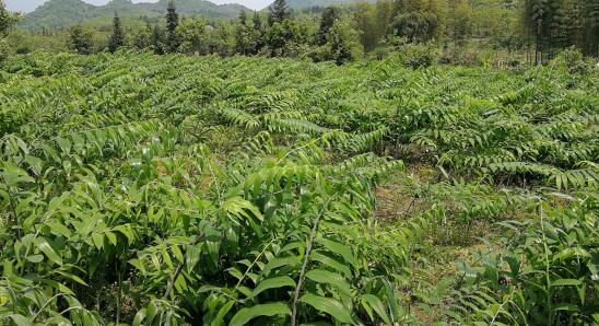 一亩地， 嫩赚多少