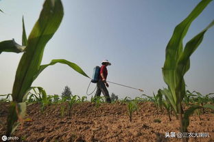 玉米田里的虫草双杀，甲维盐和烟嘧磺隆Neng混用吗？