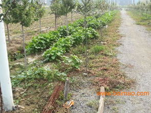 购买红枫苗的小窍门