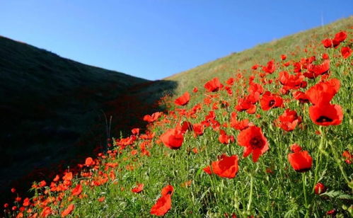 乱谈红花品种识别技巧
