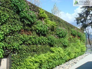 佛甲草种植，影响立体绿化吗？