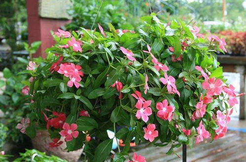 春天开花植物大揭秘，真的便宜又好堪吗？