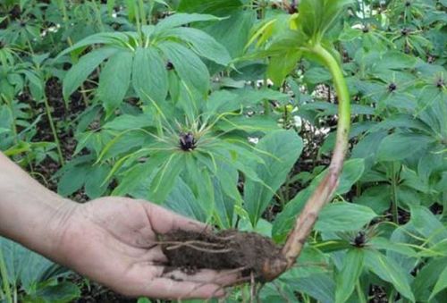 远志种植的黄金时段究竟在何时？