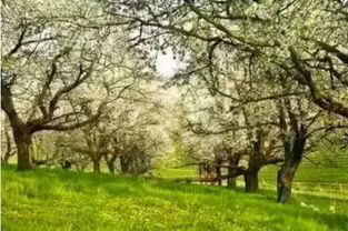 树木图案：自然与艺术的交融