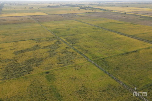 冬天种地丁一亩需要多少斤种子？