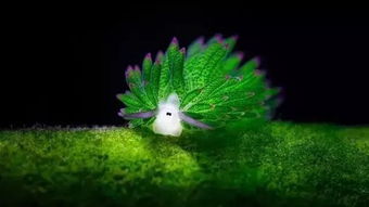 大海里有哪些植物和动物？这些生物你认识吗