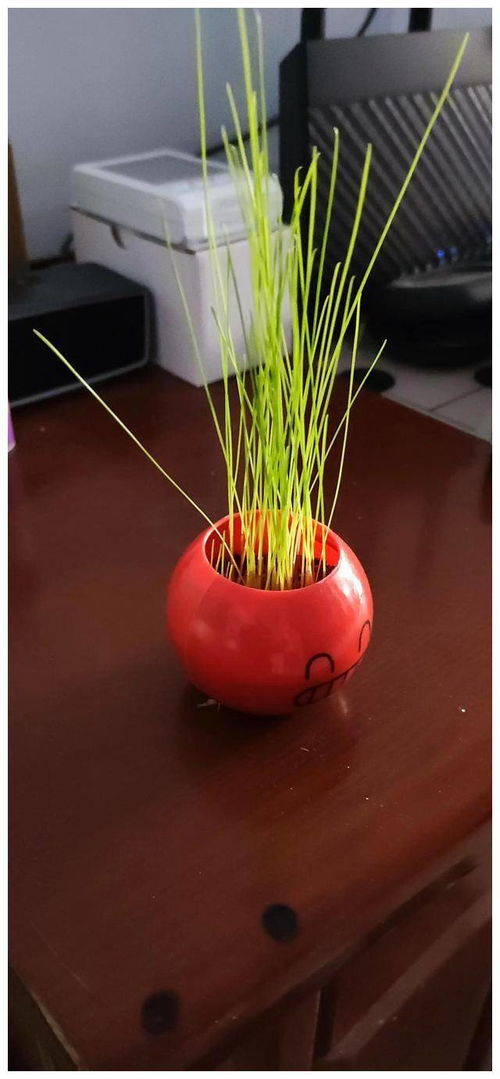 猜猜胡萝卜是植物的什么？根吗