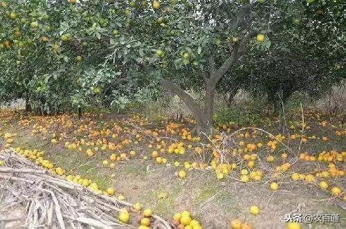 爬山虎的落叶策略