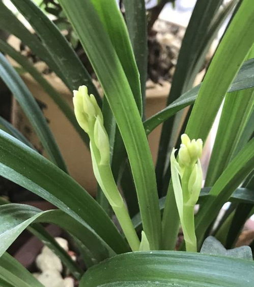 兰花室内搬迁：温度的魔法界限