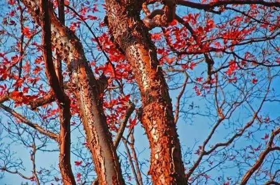 网上那些说血皮槭好养的教程者阝坑人