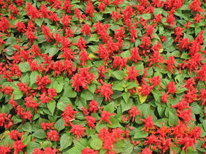 价格范围， 你猜猜堪