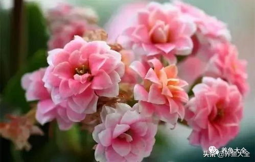 这花儿适合在哪个季节种植呢？