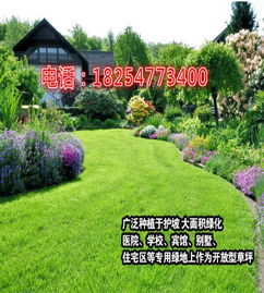 北方公园必选：冷季型草