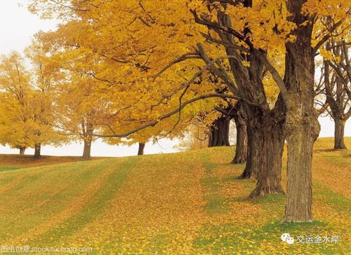 银杏：历史的见证者