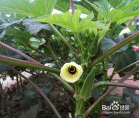 秋葵种植方法？如何让阳台秋葵茁壮成长
