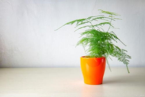 文竹多久浇一次水？养殖方法和注意事项有哪些