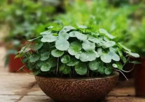 金钱草快速繁殖攻略，打造爆款花卉新宠！