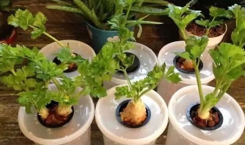 误区四：忽视土壤质量