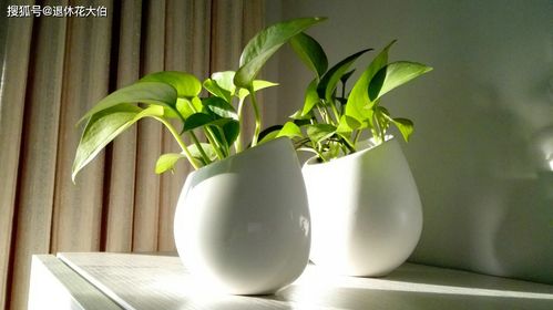 碧玉养殖秘籍：掌握这些方法，让你的绿植焕发生机！