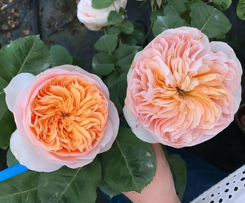 月季花， 实现切花自由的秘密武器