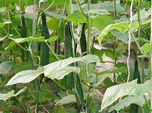 无人机喷洒，兑水比例减少30%