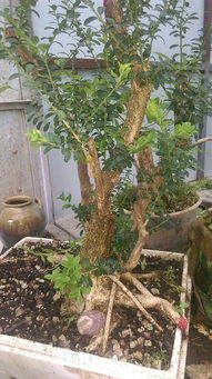 小叶黄杨盆景的珍贵之处