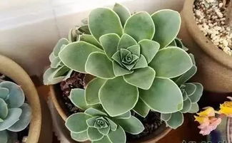 冬日多肉控温技巧揭秘：温度， 那神秘的守护者