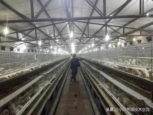 肉鸡笼养技术与管理要点