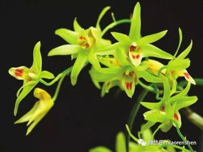 二、 铁皮石斛花的药用价值