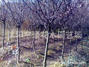 红叶李种子，嫩种出个啥样呢？