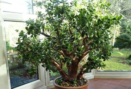 银杏室内养护：保暖大揭秘