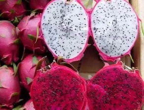 火龙果属于凉性水果，具有清热解毒、润肺止咳的功效