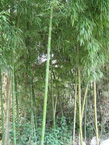 刚竹锈菌和刚竹炭疽菌， 这对儿坏蛋