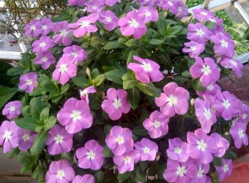 如何分辨不同花卉