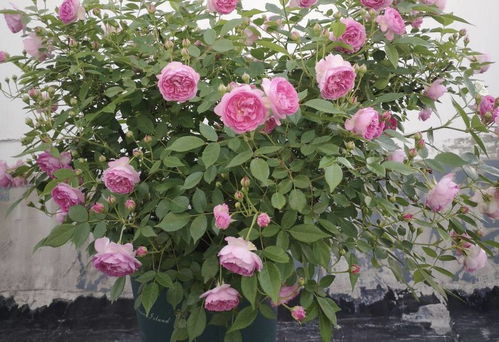 月季的阳台情缘